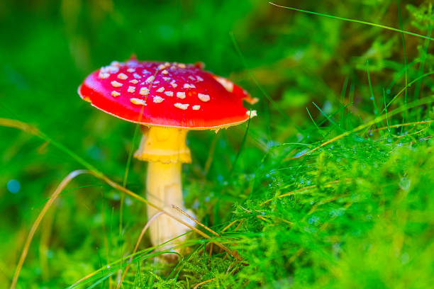 istock Mushrooms in the Thuringian Forest 1431386129