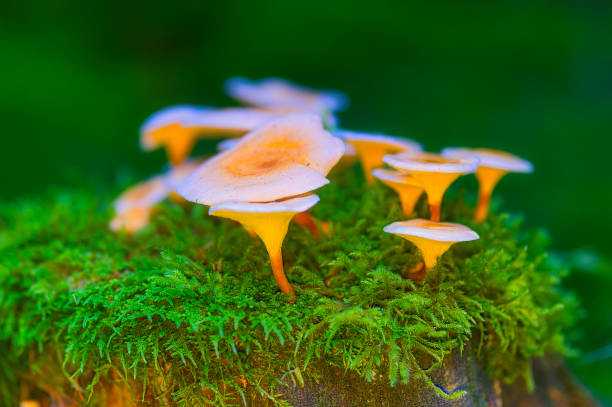 istock Mushrooms in the Thuringian Forest 1431386718