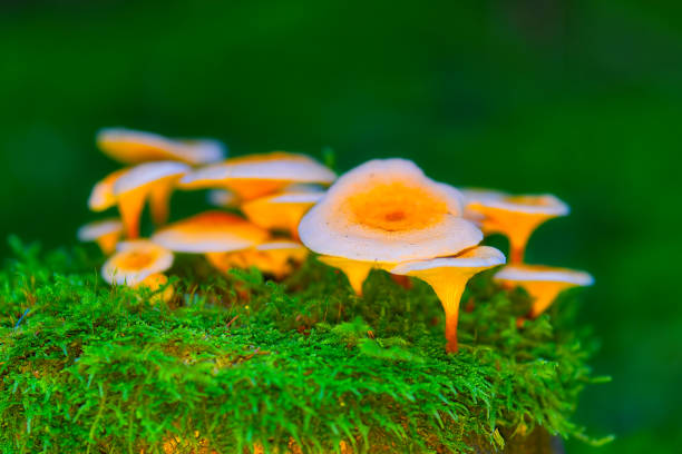 istock Mushrooms in the Thuringian Forest 1431387447