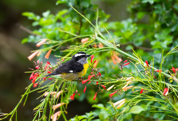 istock Small yellow and black bird feeding on nectar from red flowers. 1431387520