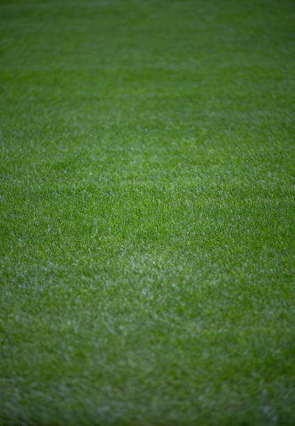 Maintenance of the lush green football field