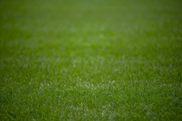 istock Green grass soccer field 1431392383