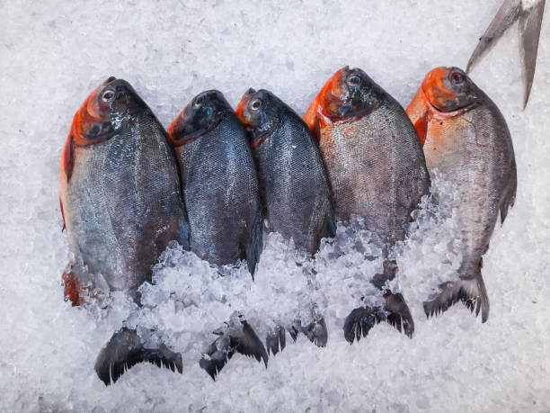 istock Fresh fish on ice in a supermarket 1431393652
