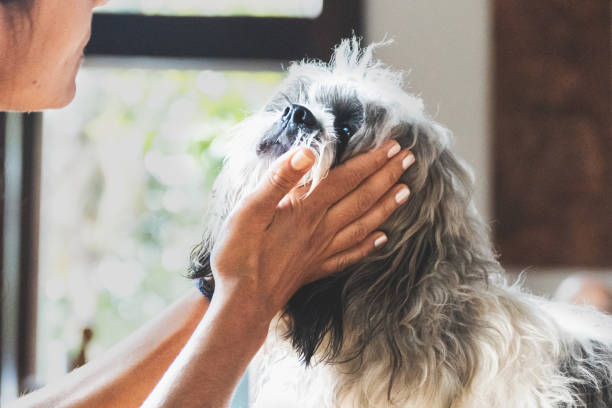 istock female hand stroking little dog at head 1431394263