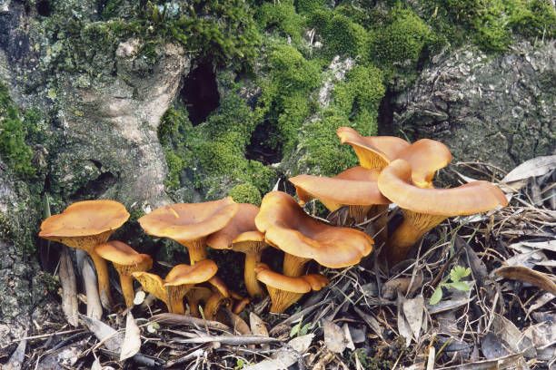 jack o lantern mushroom, Omphalotus olearius jack o lantern mushrooms grown at the base of an old olive tree, Omphalotus olearius, Marasmiaceae marasmiaceae stock pictures, royalty-free photos & images