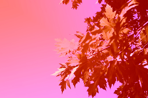 Maple in pink background romantic scene