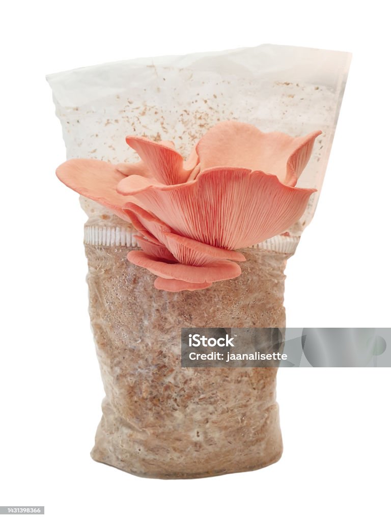 Pink Oyster or Pleurotus djamor. Pink Oyster mushroom growing on substrate. Isolated on white background. Agriculture Stock Photo
