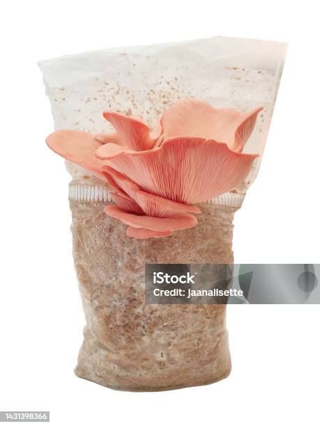 Pink Oyster Or Pleurotus Djamor Stock Photo - Download Image Now - Agriculture, Alternative Medicine, Biohacking