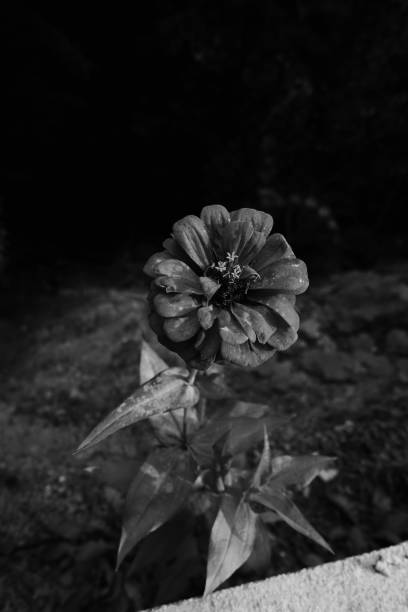istock black-and-white landscape photography 1431405426