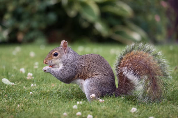 Funny squirrel sitting in the summer park stock photo