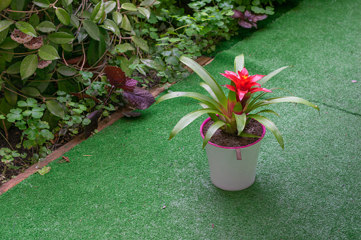 Bromeliad, potted house flower