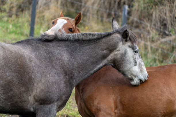 Horse couple hugging