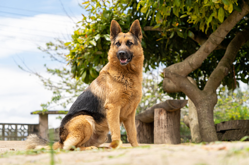 Photo of a German shepherd, breed of shepherd dog originating in Germany