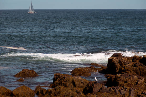 istock seagull and sailboat atlantic ocean with rocks 1431412906