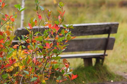 selective focus, old wooden bench on the background of the autumn lake landscape