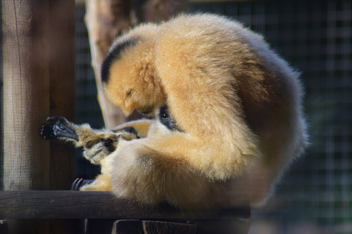 Yellow gibbon in captivity with its young
