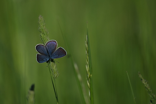 A Chalkhill Blue Butterfly pictured on a South Downs chalk hill in high summer