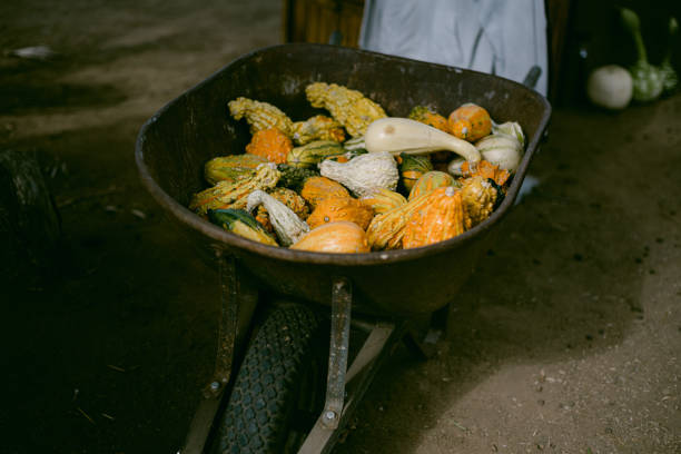 Yellow and orange gourds in wheel barrow in Fallbrook, California, United States