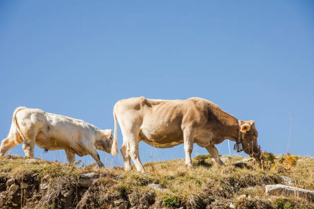 istock Cows grazing freely in a meadow on a mountain 1431422355