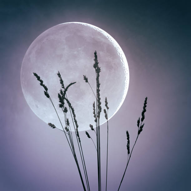istock flower plant silhouette in springtime and moon background 1431422932
