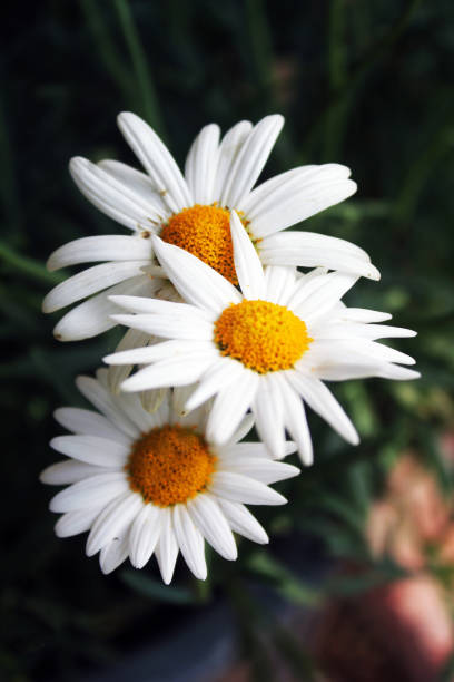 istock Abstract floral summer garden scene 1431423216
