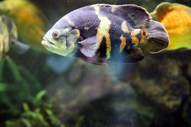 istock Colorful fish swim in the aquarium 1431423375