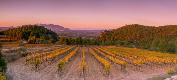 Penedès wine vineyard region Panoramic landscape of vineyards of Subirats, Penedès region of catalonia with views of montserrat mountains for the evening when the sun down, in the magic golden hour. catalonia stock pictures, royalty-free photos & images