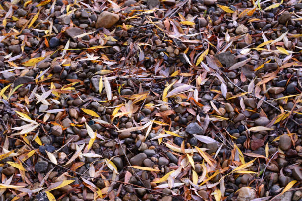 istock multicolored pebbles with yellow and brown leaves, close-up 1431424057