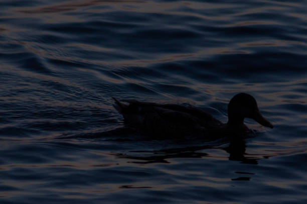 istock Silhouette of duck in the blue water 1431424885