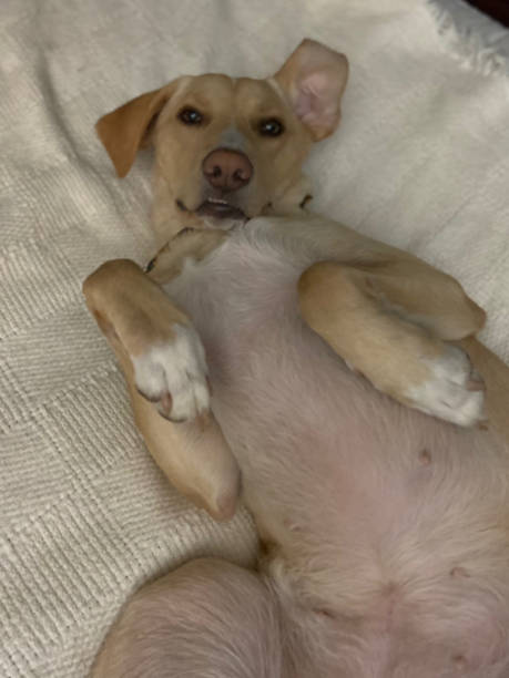 istock A cute silly yellow dog lying belly up on a white blanket 1431427262