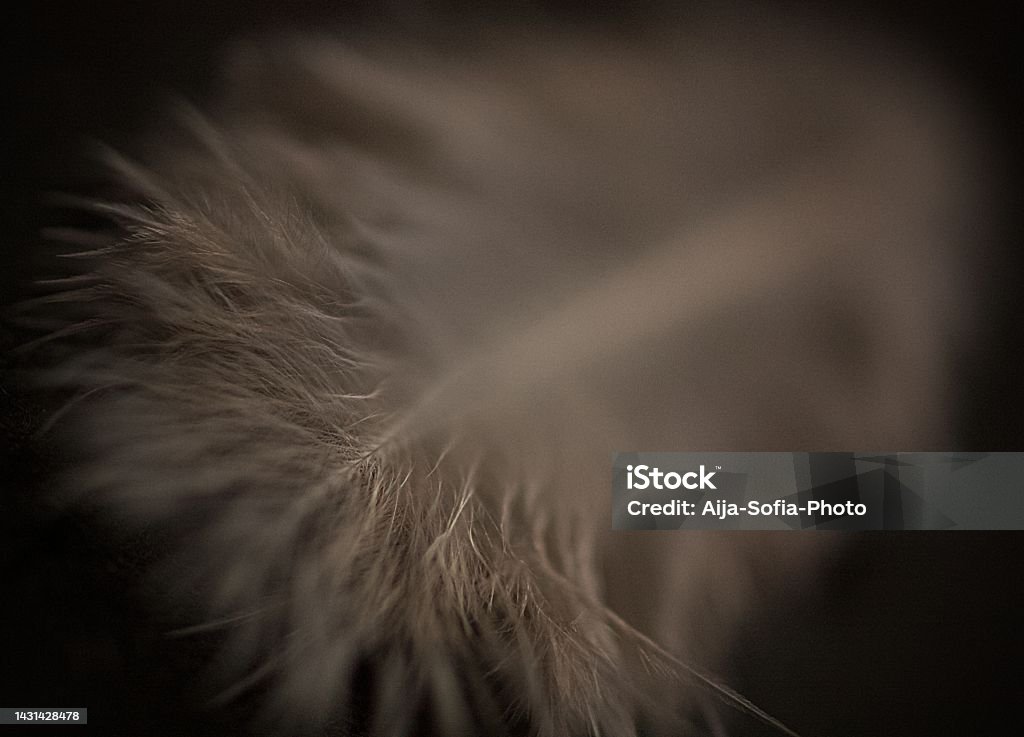 Dim Light Abstract Feather Soft In Dim Light Stock Photo - Download Image Now - Abstract ...