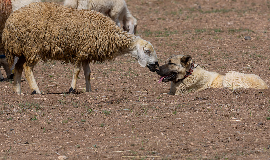 Sheep whispering gossip to Shepherd Dog in spring