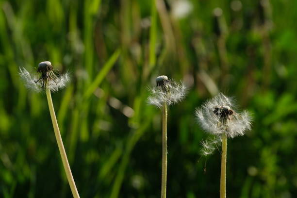 istock More than one dandelion flower in nature 1431430554