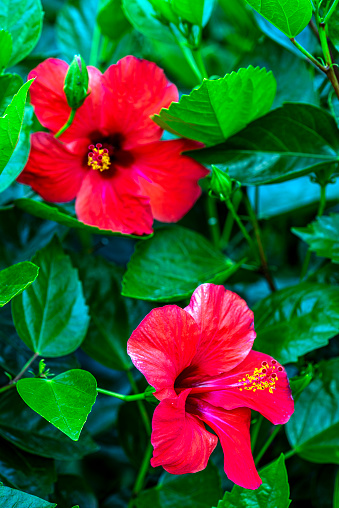 Fresh Red Hibiscus Flower on branches in the tropical garden. Hibiscus rosa - sinensis.