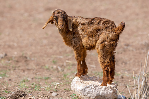 Young Goat (Baby Goat) Kid in springtime