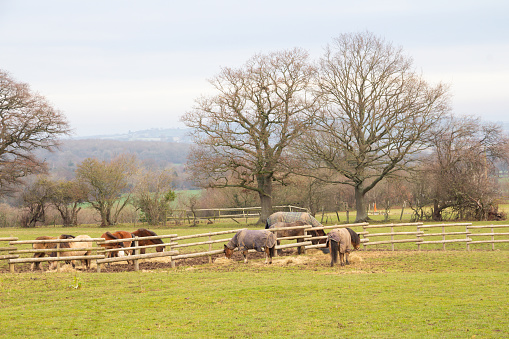 Horses and ponies in small herd enjoy eating hay which has been put in their field on a winters day, grass is in short supply and mud is plentiful.