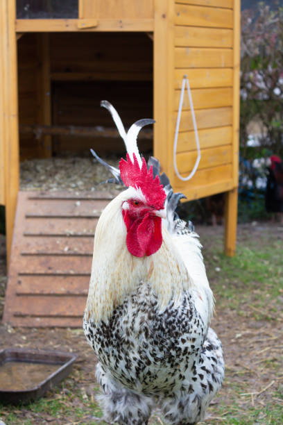 White speckled cockerel stands outdoors proudly in front  of wooden hen coop in rural Shropshire. White speckled cockerel stands outdoors proudly in front  of wooden hen coop in rural Shropshire. winter chicken coop stock pictures, royalty-free photos & images