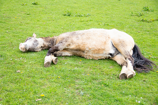 Dead to it, pretty pony lies snoozing in field giving appearance of being dead.