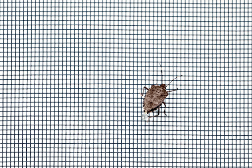 Stink Bug releasing drop of stinky liquid on window screen