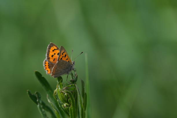 pequena borboleta de cobre na natureza - small copper butterfly - fotografias e filmes do acervo