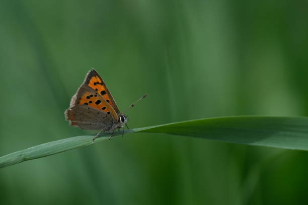 macro close up of a common copper butterfly resting on a blade of grass - small copper butterfly imagens e fotografias de stock