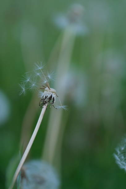 istock Old dandelion seed head in nature close up 1431437054