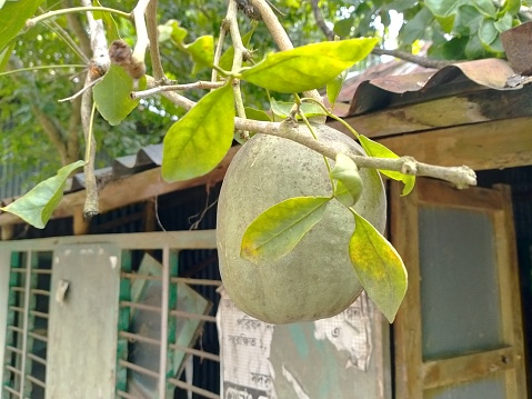 bael fruit  in the tree photo