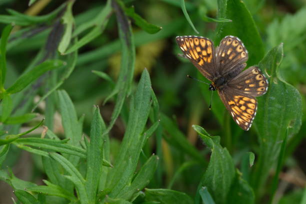 бабочка герцога бургундского крупным планом на природе, покоящаяся на листе, коричнево-оранжевой бабочке - duke of burgundy стоковые фото и изображения