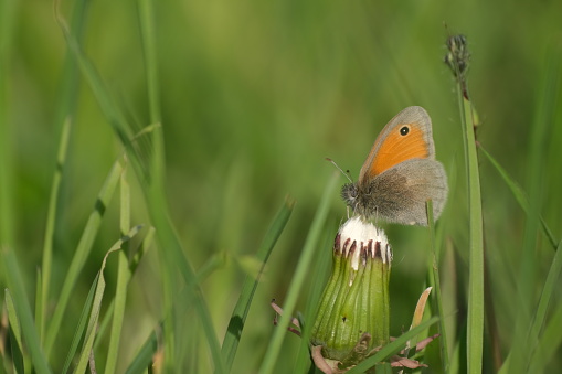 Small heath butterfly in nature resting on a flower, tiny orange and grey butterfly