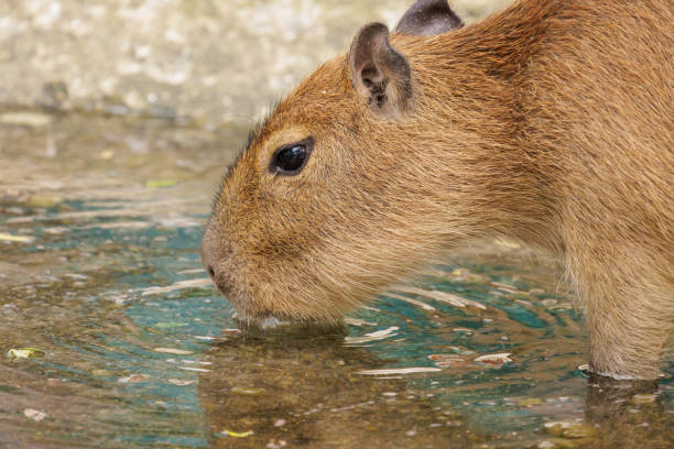 istock Close up of single capybara drinking water during day time 1431440186