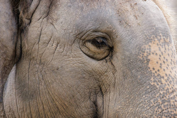 istock Close up of elephant right eye 1431440212