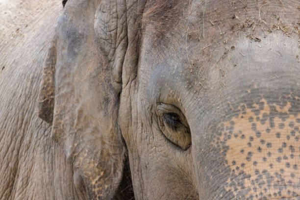 istock Close up of elephant right eye 1431440221