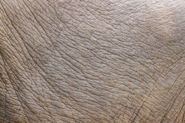 istock Close up of elephant skin 1431440242