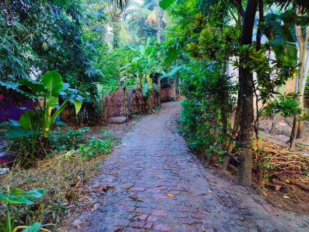 istock Clean  road with trees on both sides in the village 1431440558